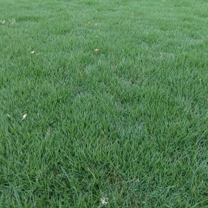 福建马尼拉草坪