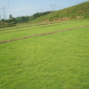 南昌草坪-马尼拉草坪保养需要注意哪些？