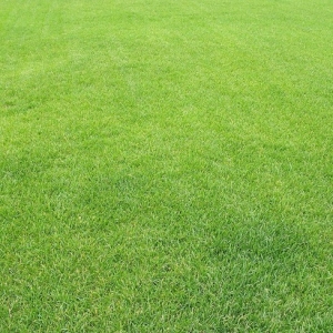 草坪施肥方法